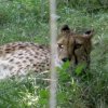 wien2014054