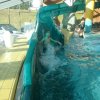 schwimmwoche45