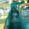 schwimmwoche46