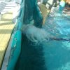 schwimmwoche60