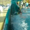 schwimmwoche61