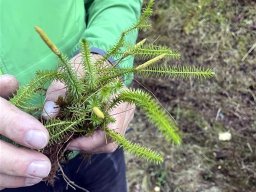 wald_10